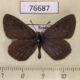 76687p Lycaenidae Maculinea nausithous Krasnoyarsk reg. $8