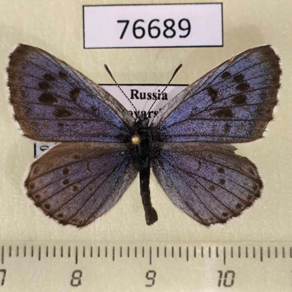 Lycaenidae Maculinea cyanecula Krasnoyarsk reg.