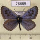 76689p Lycaenidae Maculinea cyanecula Krasnoyarsk reg. $7