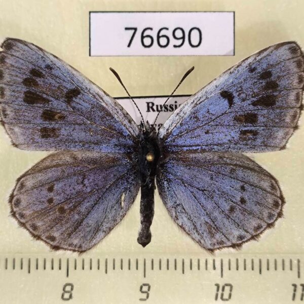 Lycaenidae Maculinea cyanecula Krasnoyarsk reg.