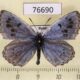 76690p Lycaenidae Maculinea cyanecula Krasnoyarsk reg. $5