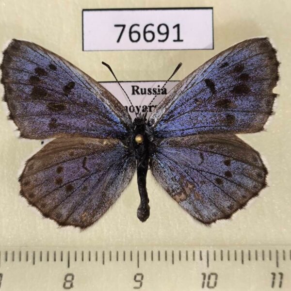 Lycaenidae Maculinea cyanecula Krasnoyarsk reg.