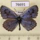 76691p Lycaenidae Maculinea cyanecula Krasnoyarsk reg. $6