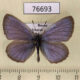76693p Lycaenidae Maculinea alcon Irkutsk reg. $8