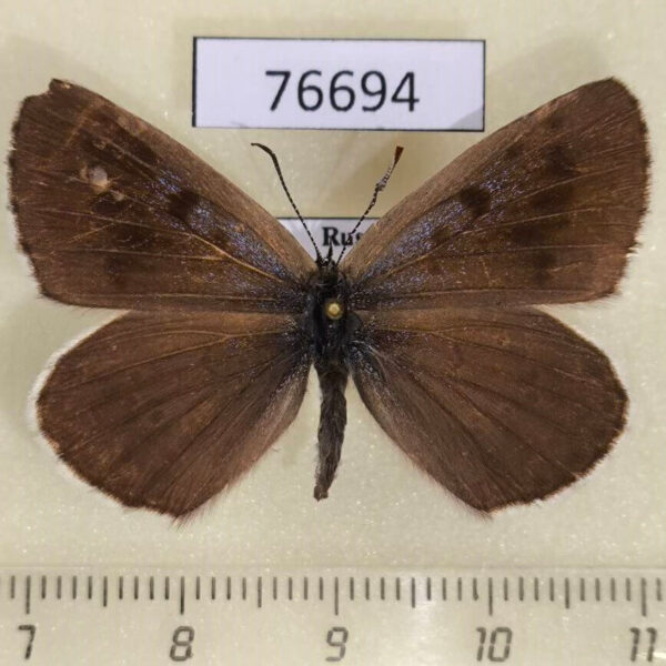 Lycaenidae Maculinea cyanecula f Krasnoyarsk reg.