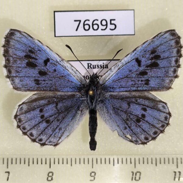 Lycaenidae Maculinea cyanecula Krasnoyarsk reg.