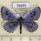 76695p Lycaenidae Maculinea cyanecula Krasnoyarsk reg. $7