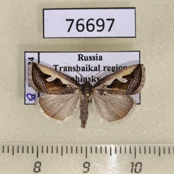 Noctuidae Deltote uncula Transbaikal reg.