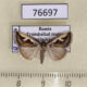 76697p Noctuidae Deltote uncula Transbaikal reg. $8