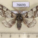 76699p Geometridae Biston strataria Krasnoyarsk reg. $5