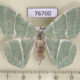 76700p Geometridae Geometra glaucata f Primorye $10