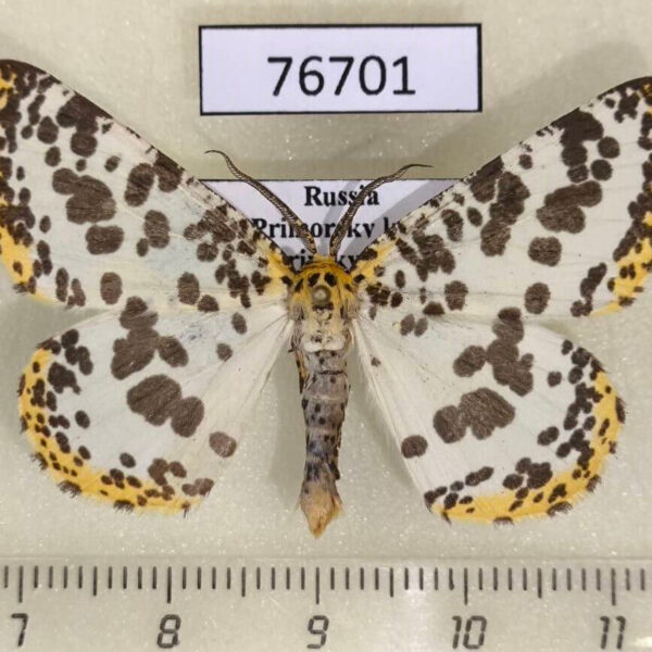 Geometridae Diaprepesilla flavomarginaria Primorye