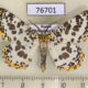 76701p Geometridae Diaprepesilla flavomarginaria Primorye $6