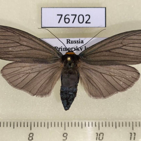 Arctiidae Macrobrochis staudingeri f Primorye