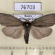 76703p Arctiidae Macrobrochis staudingeri Primorye $6