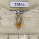76704p Arctiidae Spilosoma urtica Primorye $3