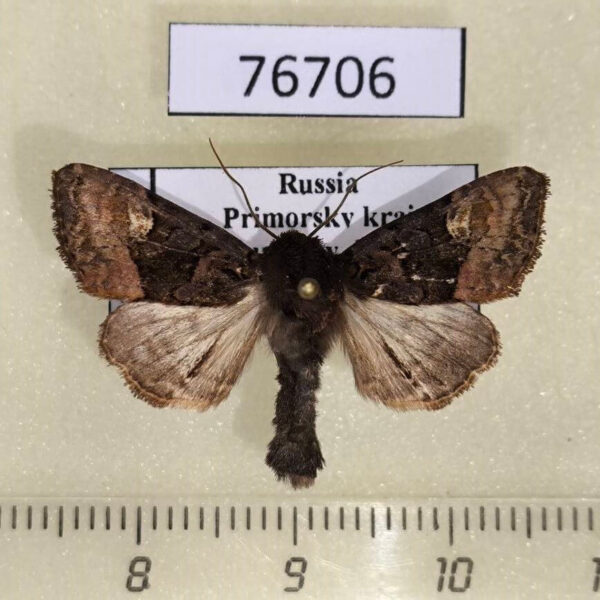 Noctuidae Euplexia koreaplexia Primorye