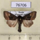 76706p Noctuidae Euplexia koreaplexia Primorye $6