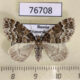 76708p Geometridae Electrophaeas corylata f Primorye $7
