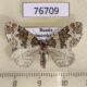 76709p Geometridae Electrophaeas corylata f Primorye $7