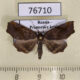 76710p Noctuidae Pangrapta obscurata Primorye $8