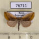 76711p Noctuidae Iragaodes nobilis Primorye $10