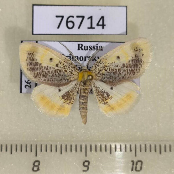 Geometridae Euchristophia cumulata Primorye