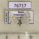 76717p Geometridae Hydrelia flammeolaria Primorye $5