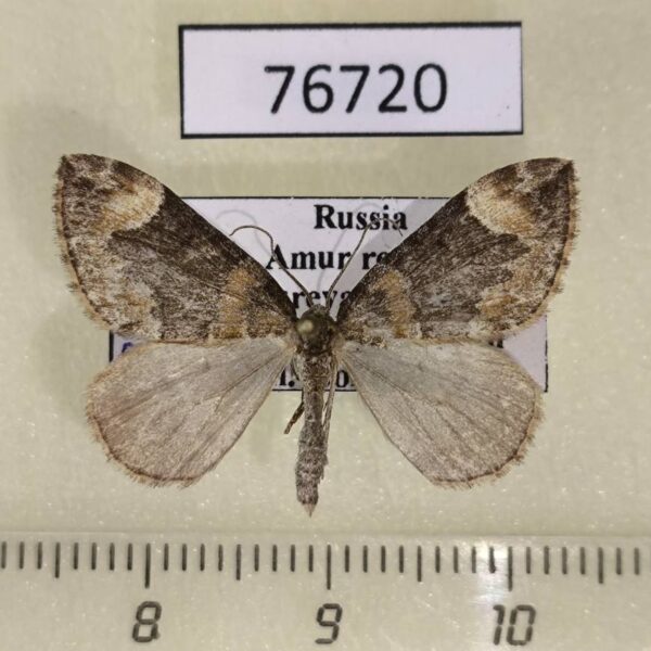 Geometridae Dysstroma citrata Amur reg.