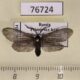 76724p Zygaenidae Pseudoilliberis sp. kuprijanovi Primorye $4