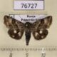 76727p Noctuidae Heliothis ononis Primorye $3