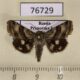 76729p Noctuidae Heliothis ononis Primorye $4