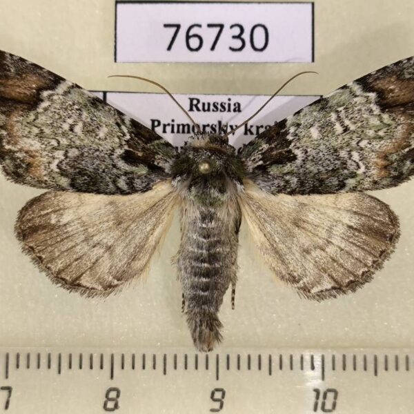 Noctuidae Belciades niveola Primorye