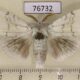 76732p Lymantridae Calliteara virginea Primorye $6