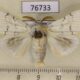 76733p Lymantridae Calliteara virginea Primorye $5