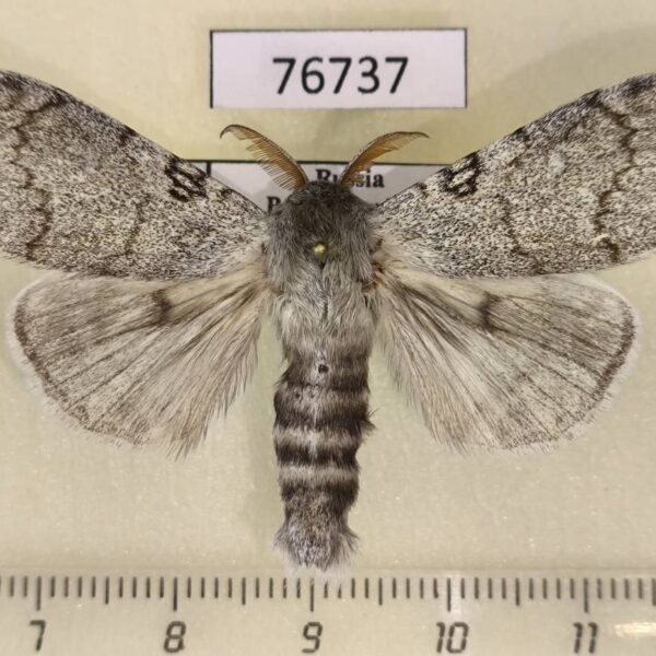 Lymantridae Calliteara lunulata Primorye