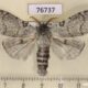 76737p Lymantridae Calliteara lunulata Primorye $5