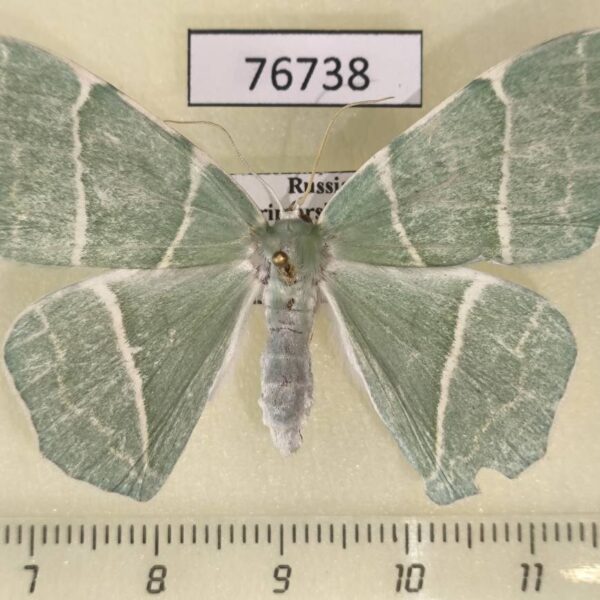 Geometridae Geometra glaucata f Primorye