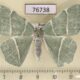 76738p Geometridae Geometra glaucata f Primorye $4