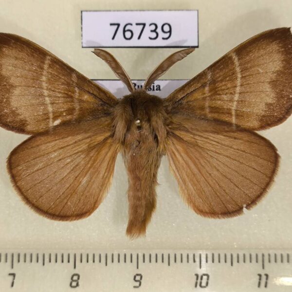 Lasiocampidae Macrothylacia rubi Transbaikal reg.
