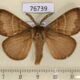 76739p Lasiocampidae Macrothylacia rubi Transbaikal reg. $4