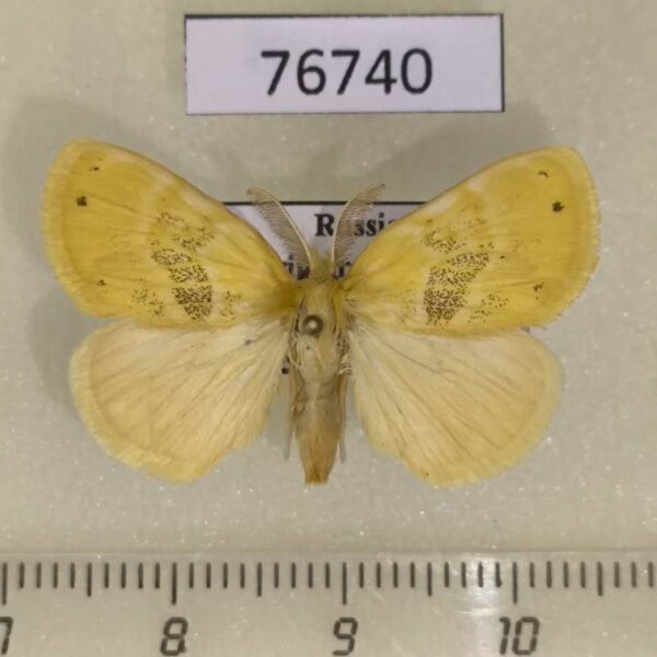 Lymantridae Artaxa subflava Primorye