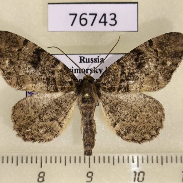 Geometridae Parectropis nigrosparsa Primorye