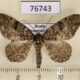 76743p Geometridae Parectropis nigrosparsa Primorye $5