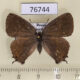 76744p Lycaenidae Nordmannia w-album f Primorye $10