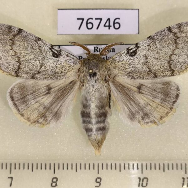 Lymantridae Calliteara lunulata Primorye