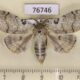 76746p Lymantridae Calliteara lunulata Primorye $5