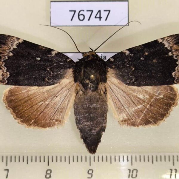 Noctuidae Amphipyra jankowskii Primorye