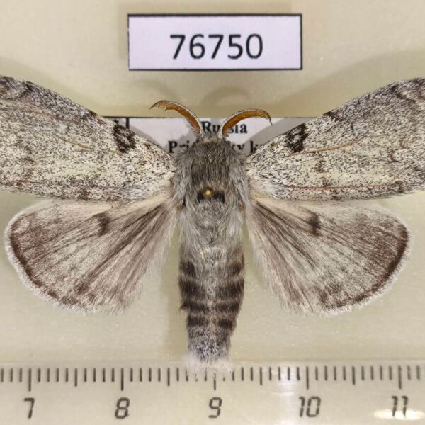 Lymantridae Calliteara lunulata Primorye