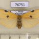 76751p Arctiidae Lithosia quadra f Primorye $4